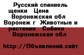 Русский спаниель щенки › Цена ­ 15 000 - Воронежская обл., Воронеж г. Животные и растения » Собаки   . Воронежская обл.